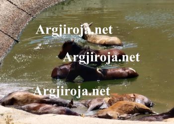 Alarm në Dropull/ 10 kuaj mbyten në lerën e bagëtive mbi Jorgucat, thirrje për ndihmë (Pamje të rënda)