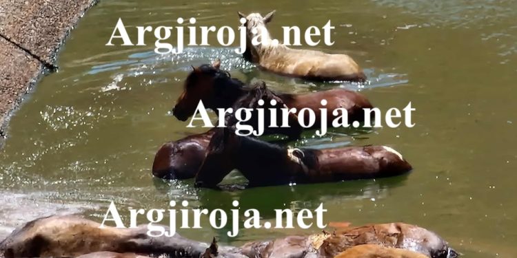 Alarm në Dropull/ 10 kuaj mbyten në lerën e bagëtive mbi Jorgucat, thirrje për ndihmë (Pamje të rënda)