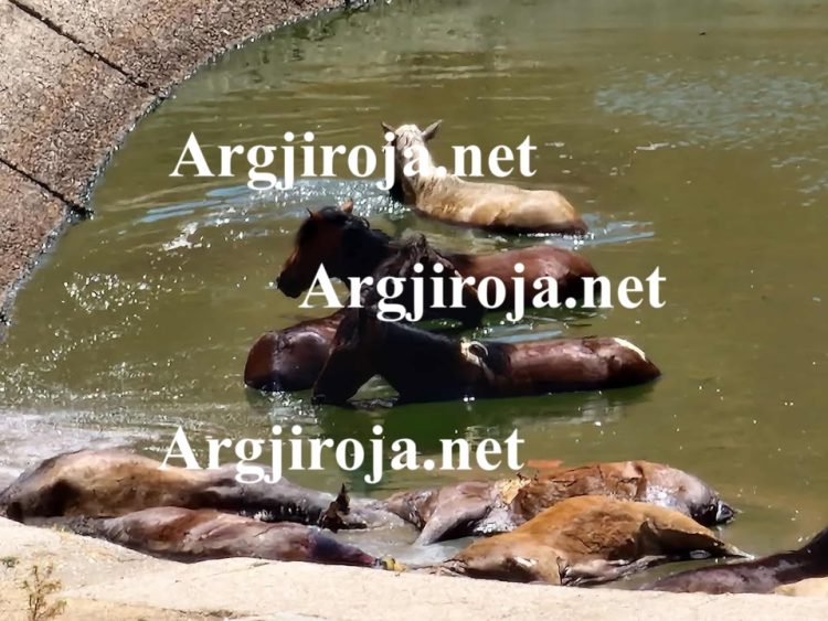 Alarm në Dropull/ 10 kuaj mbyten në lerën e bagëtive mbi Jorgucat, thirrje për ndihmë (Pamje të rënda)