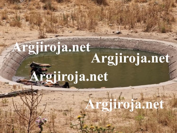 Alarm në Dropull/ 10 kuaj mbyten në lerën e bagëtive mbi Jorgucat, thirrje për ndihmë (Pamje të rënda)