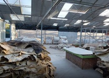 Droga e fshehur në lëkurët e kafshëve/ Laboratori i kokainës në Greqi, zbulohen identitetet e shqiptarëve të arrestuar dhe në kërkim, “koka” ndodhet në Spanjë