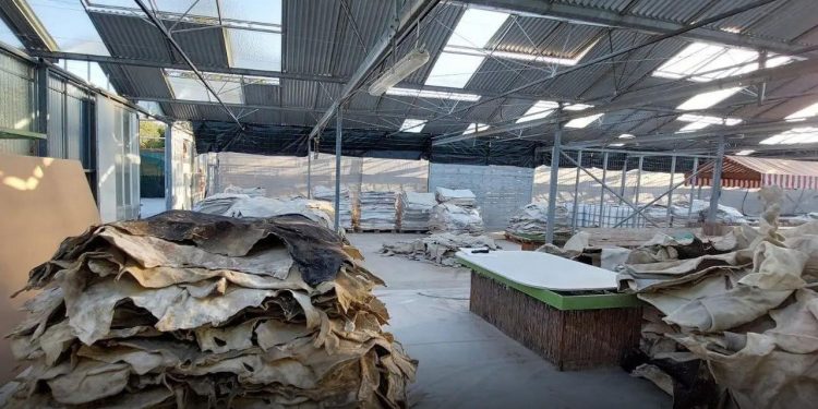 Droga e fshehur në lëkurët e kafshëve/ Laboratori i kokainës në Greqi, zbulohen identitetet e shqiptarëve të arrestuar dhe në kërkim, “koka” ndodhet në Spanjë