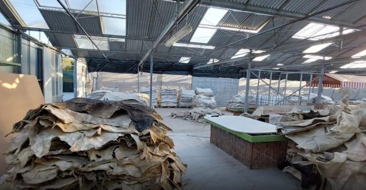 Droga e fshehur në lëkurët e kafshëve/ Laboratori i kokainës në Greqi, zbulohen identitetet e shqiptarëve të arrestuar dhe në kërkim, “koka” ndodhet në Spanjë