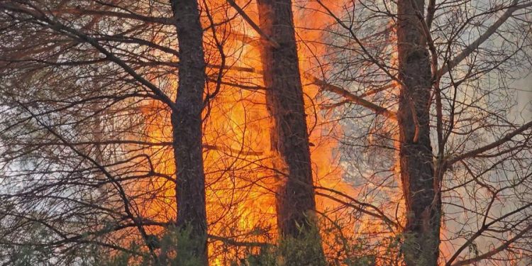 Zjarr në Skuraj të Kurbinit, përfshihet nga flakët masivi pyjor, dyshohet zjarrvënie e qëllimshme
