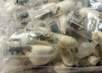 Doganierët gjermanë gjejnë 1500 merimanga të fshehura në kuti ëmbëlsirash në aeroport