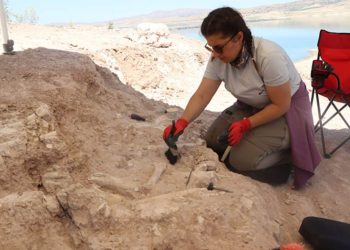 Mamuthë dhe gjirafa të lashtë gjenden pranë digës Yamula të Turqisë, duke i hutuar ekspertët