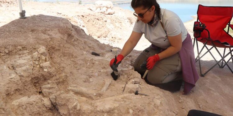 Mamuthë dhe gjirafa të lashtë gjenden pranë digës Yamula të Turqisë, duke i hutuar ekspertët