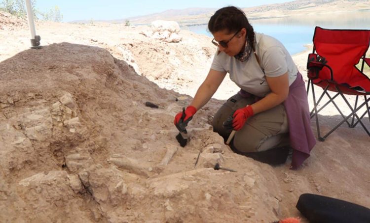 Mamuthë dhe gjirafa të lashtë gjenden pranë digës Yamula të Turqisë, duke i hutuar ekspertët