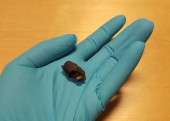 Arkeologët të tronditur nga ADN-ja e lashtë në çamçakëzin prehistorik të gjetur në Suedi