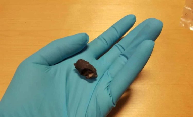 Arkeologët të tronditur nga ADN-ja e lashtë në çamçakëzin prehistorik të gjetur në Suedi