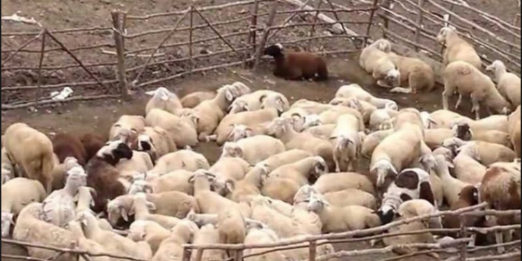 Tepelenë, hajduti hyn në stan dhe vjedh një shumë parash