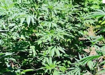 Kultivuan kanabis, arrestohen babë e bir në Tepelenë