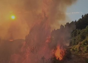 Zjarr në Mallakastër, digjen parcelat me ullishte