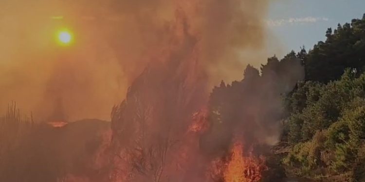 Zjarr në Mallakastër, digjen parcelat me ullishte