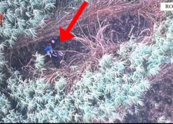 Kultivuan kanabis në Roskovec, policia arreston 2 vëllezërit. Asgjësohen bimët narkotike