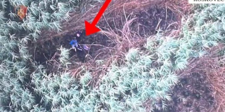 Kultivuan kanabis në Roskovec, policia arreston 2 vëllezërit. Asgjësohen bimët narkotike