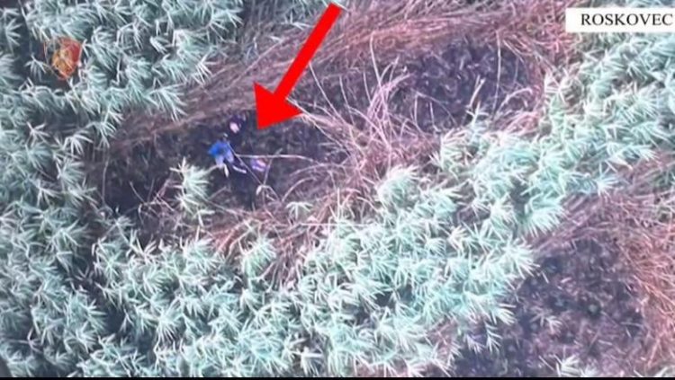 Kultivuan kanabis në Roskovec, policia arreston 2 vëllezërit. Asgjësohen bimët narkotike