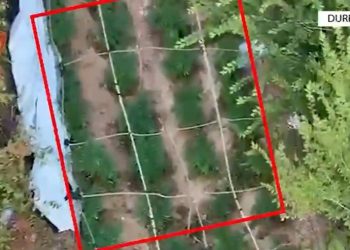 Droni e kapi “mat”, teksa kultivonte lëndë narkotike/ Pranga 37-vjeçarit në Durrës