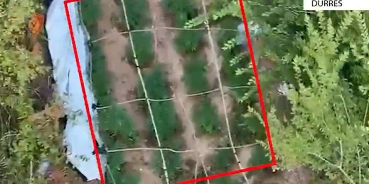 Droni e kapi “mat”, teksa kultivonte lëndë narkotike/ Pranga 37-vjeçarit në Durrës