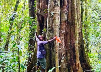 Shkencëtarët zbulojnë pemë gjigante 3,000-vjeçare në Tanzani
