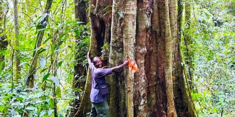 Shkencëtarët zbulojnë pemë gjigante 3,000-vjeçare në Tanzani