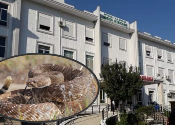 Vajzën nga Përmeti e pickon gjarpri, pas mjekimit fillestar në Gjirokastër shkon te Trauma në Tiranë