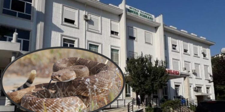 Vajzën nga Përmeti e pickon gjarpri, pas mjekimit fillestar në Gjirokastër shkon te Trauma në Tiranë
