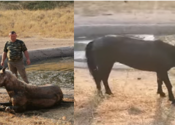 Ndërhyn Bashkia Dropull, shpëtohen 4 kuaj të ngecur te lera me ujë, disa të tjerë mbyten bashkë me lopët (VIDEO)