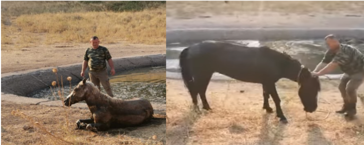 Ndërhyn Bashkia Dropull, shpëtohen 4 kuaj të ngecur te lera me ujë, disa të tjerë mbyten bashkë me lopët (VIDEO)