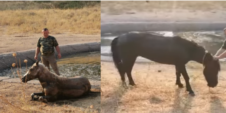Ndërhyn Bashkia Dropull, shpëtohen 4 kuaj të ngecur te lera me ujë, disa të tjerë mbyten bashkë me lopët (VIDEO)