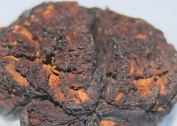 Ky tru i lashtë u ruajt në një mënyrë që është e vështirë të besohet