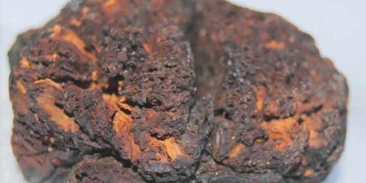 Ky tru i lashtë u ruajt në një mënyrë që është e vështirë të besohet