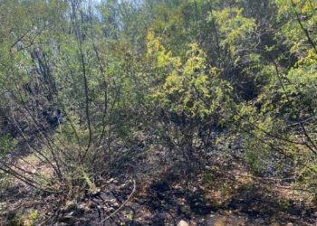 Zjarr i madh në një masiv me pisha në Elbasan, rrezikohen banesa dhe një resort turistik