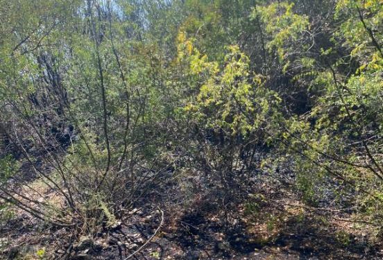 Zjarr i madh në një masiv me pisha në Elbasan, rrezikohen banesa dhe një resort turistik