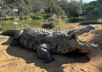 Henri, krokodili që sfidon moshën, ende në rritje pas dekadash