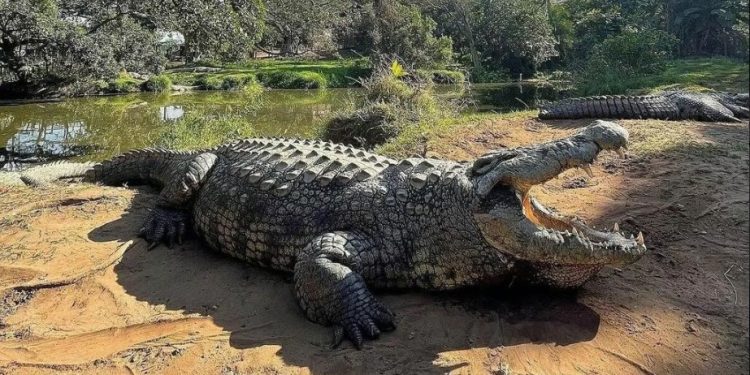 Henri, krokodili që sfidon moshën, ende në rritje pas dekadash