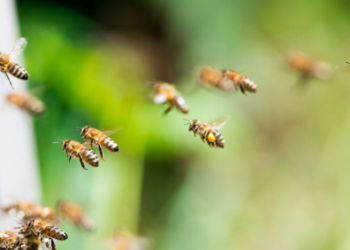 Bletët sulmojnë qytetarët, 24 persona përfundojnë në spital, tre në gjendje kritike