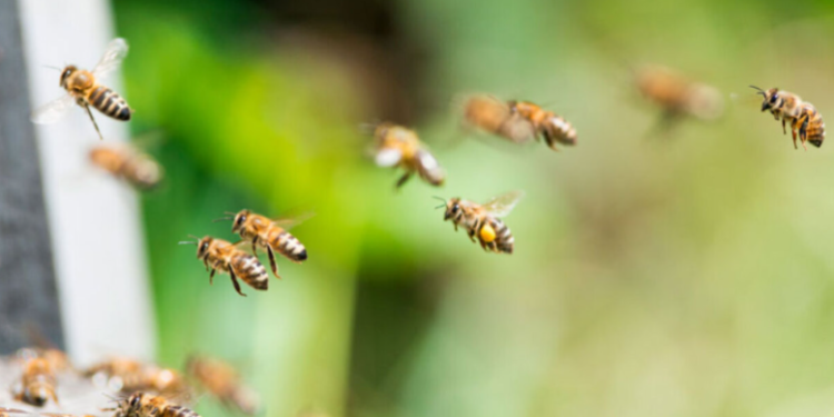 Bletët sulmojnë qytetarët, 24 persona përfundojnë në spital, tre në gjendje kritike