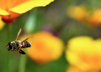 Kina krijon “bletë robotike” për spiunazh dhe operacione ushtarake