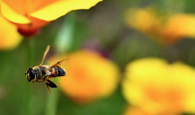 Kina krijon “bletë robotike” për spiunazh dhe operacione ushtarake