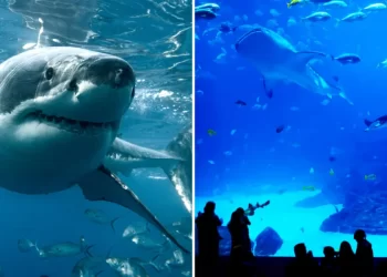 Arsyeja tragjike pse nuk ka peshkaqenë të bardhë të mëdhenj në akuariume