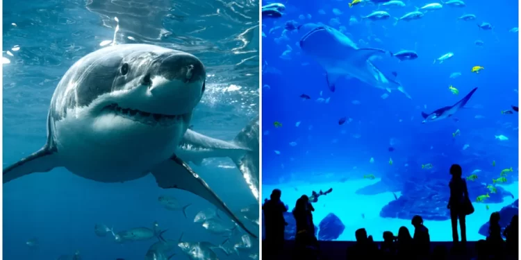 Arsyeja tragjike pse nuk ka peshkaqenë të bardhë të mëdhenj në akuariume