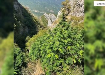 Mbollën në mes të pyllit parcelën me 130 rrënjë kanabisi, shpallen në kërkim 2 vëllezërit në Mirditë