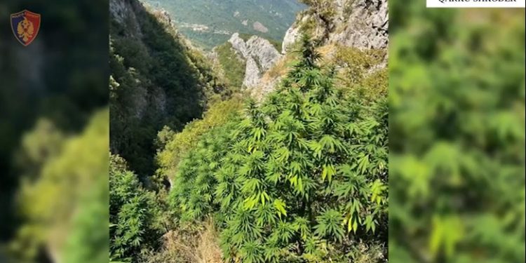 Mbollën në mes të pyllit parcelën me 130 rrënjë kanabisi, shpallen në kërkim 2 vëllezërit në Mirditë
