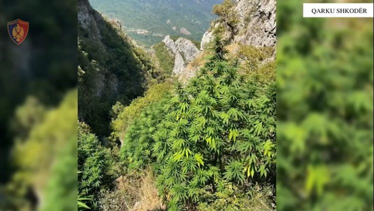 Mbollën në mes të pyllit parcelën me 130 rrënjë kanabisi, shpallen në kërkim 2 vëllezërit në Mirditë