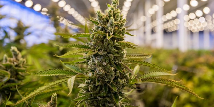 Caktohet kompania që do të gjurmojë kanabisin mjekësor në Shqipëri