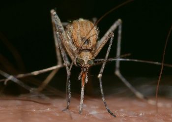 Përhapet nga mushkonjat, një virus që vjen nga disa ishuj në Oqeanin Indian kërcënon edhe Evropën