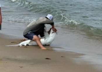 VIDEO/ Peshkaqeni del në brigjet e një plazhi në Masaçusets, një person u kafshua pasi e kapi dhe e lëshoi atë në ujë