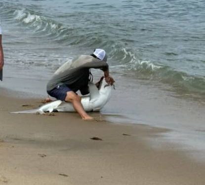 VIDEO/ Peshkaqeni del në brigjet e një plazhi në Masaçusets, një person u kafshua pasi e kapi dhe e lëshoi atë në ujë
