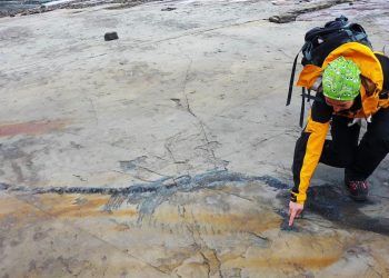 Zbulohet fosil i rrallë, zvarranik shtatzënë që nga epoka prehistorike